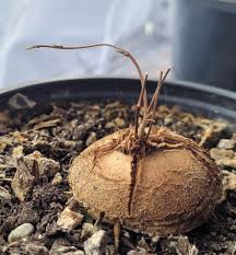 Image result for Dioscorea sylvatica