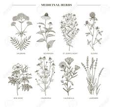 Welche varianten gibt es für das herbarium? Vector Hand Sammlung Von Heil Kosmetik Krauter Gezogen Johanniskraut Echinacea Lavendel Baldrian Kamille Calendula Hundsrose Klee Pflanzen Lizenzfrei Nutzbare Vektorgrafiken Clip Arts Illustrationen Image 61952800