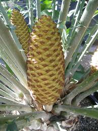 Image result for Encephalartos gratus