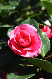 Tsubaki Colorful Roses Pretty Flowers Beautiful Flowers