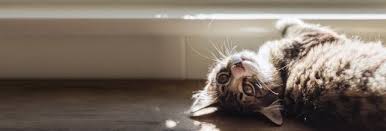 Ready to care for when you can't be there. The 10 Best Pet Sitters Near Me With Free Estimates