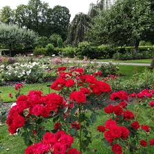 I Pass Through This Rose Garden Every Day On My Way To Work That Scent Gardening Garden Diy Home Back Gardens Starting A Vegetable Garden Easy Garden