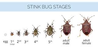 Life span is improved by accessibility of appropriate food, particularly sugar. What Are Stink Bugs What Do Stink Bugs Look Like Stink Bug Identification