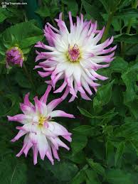 Image result for Dahlia sp. (cultivar)