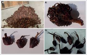 postharvest processing of large cardamom in the eastern himalaya large cardamom in the eastern himalaya