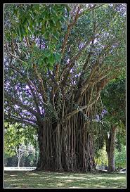 Mauritius Giant Tree In The Pamplemousses Botanical Garden Schone Orte Alte Baume Botanischer Garten