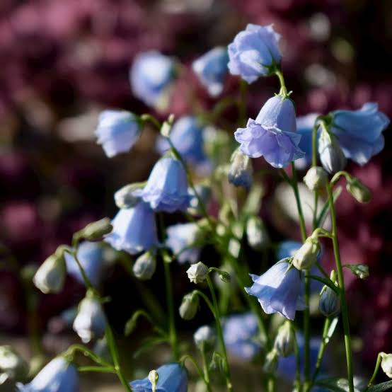 Fairy Thimble Bellflower – Herbidacious