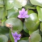 Image result for Pleiotaxis pulcherrima