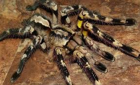 Top 10 Most Dangerous Spiders In The World In 2020 Dangerous Spiders Spider Poisonous Spiders