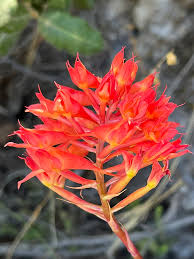 Image result for Disa ochrostachya