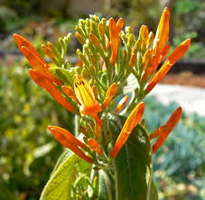 Image result for Justicia capensis