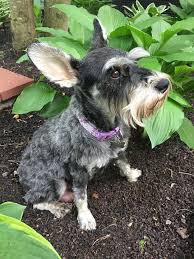 Black And Grey Dog Pin On Photos From Lost Dogs Minnesota