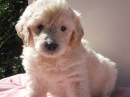 Our mini goldendoodle puppies for sale in north carolina are bred for size! Our Mini Goldendoodles