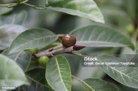 Image result for Ficus ingens