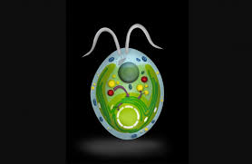 We did not find results for: Plantae How Peroxisomes Modulate Chloroplast Activity In A Microalga Plantae