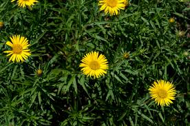 Image result for Inula mannii