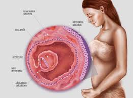 Ultima ta menstruație este considerată săptămâna 1 de sarcină, chiar dacă nu erai încă însărcinată atunci. Saptamana 1 De Sarcina Copilul Ro