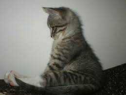 筋トレ中だニャン 猫 画像 おもしろい猫 可愛すぎる動物