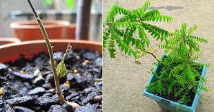 Since it was growing pretty well since this spring and i wanted to prune it to promote lateral growth, i topped off two stems from the plant. How To Grow Curry Leaf Plant From Cuttings In India India Gardening
