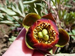 According to the us national arboretum, a native plant is one that occurs naturally in a particular region, ecosystem, or habitat without direct or indirect human intervention. North America S Native Peonies In Defense Of Plants