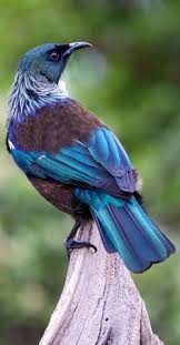 Burung cenderawasih biru merupakan burung langka yang berasal dari tanah papua. 50 Jenis Burung Langka Dan Unik Dilengkapi Dengan Gambar Asli Murai Batu Cucak Ijo Jalak Suren Dll Burung Cantik Vogel Schone Vogel Dan Tiere