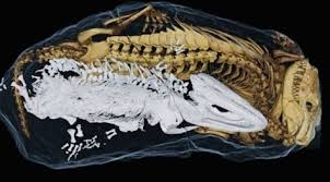 CÁI ÔM 250 TRIỆU NĂM" 250 triệu năm trước, một loài lưỡng cư Broomistega được cho là đã bị thương được đã cố gắng tìm nơi trú ẩn để thoát khỏi sự