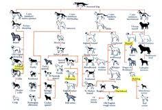 Baraminology Quest Baraminologyquest On Pinterest
