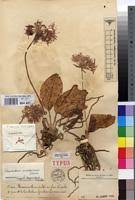 Image result for Scadoxus cinnabarinus