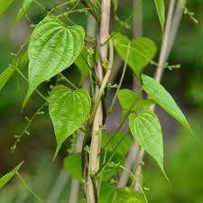 タチドコロ (Dioscorea gracillima) 花言葉，毒性，よくある質問 - PictureThis