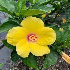 Image result for Hibiscus pusillus