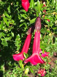 Image result for Cantua