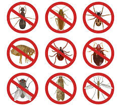 Let river city realty guide you through our wonderful unique city! Pest Control Big Bear City Ca C D Termite