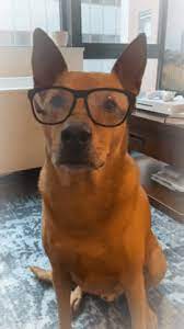 This dog is wearing sunglasses. Dog In Glasses Gifs Get The Best Gif On Giphy