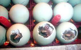 Sering mengalami gagal menetas telur ayam yang dierami indukan dan sudah menggunakan mesin tetas sekaligus. Tips Dan Cara Bagaimana Menetaskan Penetasan Telur Bebek Gembala