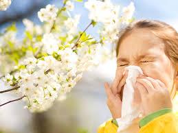 Vanaf februari tot mei komen boompollen vrij en van april tot september graspollen: Pollennieuws Het Hele Jaar Actueel En Leerzaam