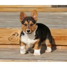 Akc pembroke welsh corgi puppies: Forrest Hill Farm Pembroke Welsh Corgi Breeder In Lafayette Indiana