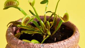 In spring, new leaves and flowers will appear, but those flowers should be removed to allow for stronger, larger traps to flourish. Venus Flytrap Plant Care How To Grow Maintain Venus Flytraps Apartment Therapy