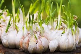 Cara Berkembang Biak Bawang Merah Dan Bawang Putih Referensi Bebas