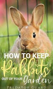 There are many rabbit repellent sprays available at garden centers or home improvement stores, such as bobbex. How To Keep Rabbits Out Of The Garden Predator Guard Predator Deterrents And Repellents