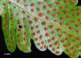 Image result for Tectaria