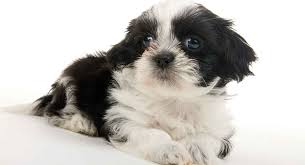 Although shih tzu dogs are miniature in size, they do not come cheap. Teacup Shih Tzu The Miniature Form Of An Already Tiny Pup
