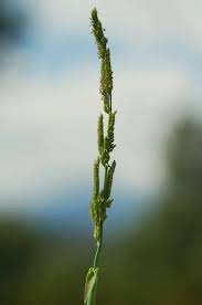 Image result for Moorochloa eruciformis