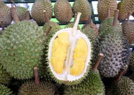 Get the dates and details on the 2019 malaysia durian season so you can plan the perfect durian trip. Where To Get Some Of The Best Mao Shan Wang Durians Malaysia News Asiaone