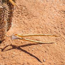 Image result for Stylochaeton tortispathus