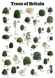 Trees Of Britain Guardian Wallchart Prints From Easyart Com