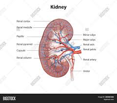 Regulation of renal blood flow 1. Human Kidney Cross Image Photo Free Trial Bigstock