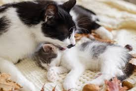 How to help a grieving cat. Grieving Cat Comforted By Doll After Her Kitten Dies In Heart Wrenching Video