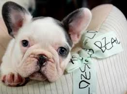 Safe and secure payment processing. Miniature French Bulldog Puppies For Sale We Ship Very Safe Easy Financing Available Visit Our Webs Bulldog Puppies French Bulldog French Bulldog Puppies