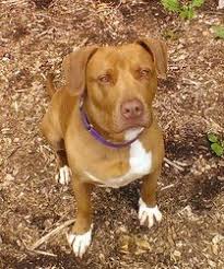 Adopt Sugar On American Staffordshire Terrier Terrier Dogs Dogs