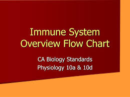 Ppt Immune System Overview Flow Chart Powerpoint